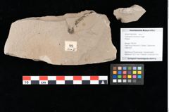 Foto (Objekt + Etikett) von Cystoseira communis Unger (NHMW-GEO-2024-0188-0099)